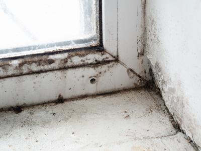 Moisissure dans une maison : quels effets sur la sant des occupants ?